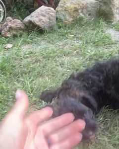 Black male mini Aussie doodle. And let’s just say they are all dirty and enjoy the yard play this afternoon lol | Hidden Valley Farms
