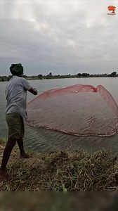 16K views · 128 reactions | Fresh Prawn Catching in a Pond #fishing #fishingvideos #fishingtime | Neerulagam | Facebook