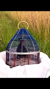 Black Francolin Calling #KalaTeetar #new #virals #Hunter #birdlovers #viralpage #birdwatching #hunting #hit #birds | Beautiful Birds Of Nature