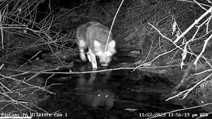 3.7K views · 149 reactions | Check out the coyote close-up video we captured last evening on PA Wildlife Cam 1. You can watch PA Wildlife Cam 1 Live Stream here: https://pixcams.com/pa-wildlife-1/ | PixCams | Facebook