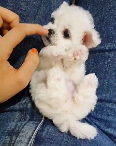 . 🐶 New available Mini Bichon frise Girl "AUDREY" 🐶 . . . **International Shipping Available✈️ . Healthy ALWAYS🚩 New available puppies are updated with unedited pictures and videos. Never misrepresent Age & Size. . . . Interested?. **Instagram Direct message **Email: 💌kimskennelus@gmail.com **💳Paypal, Western Union, Bank Tranfer are all acceptable 😊 . . **1Yrs Health Guarantee💊 **Immunization&deworming done💉 **No Resellers➡️Reasonable Price . . 💻For more info, Visit http://kimskennelus.