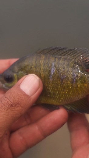 7.5K views · 78 reactions | Mojarra con marcas de ataque!  #videosdepesca #pescadeorilla #mojarra #pescaria #pescadores | Pescador Mexicano | Facebook