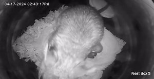 2.2K views · 26 reactions | #PANativeSpeciesDay is about celebrating...