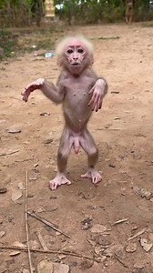 The plaster monkey will not let go of any plaster target monkey | Monkey Linda