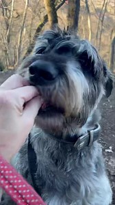 Gyertek Kedvesek velünk☺️🐾🐾🐾🤗 Csodaszép a napsütötte erdő❤️ Olyan jó naaagy sóhajokat szívni a friss levegőből☀️🍂🍁 Ti mi jót csináltok ma délután? #szilynora #szilynorahivatalosoldala #pilis | Szily Nóra - hivatalos oldala