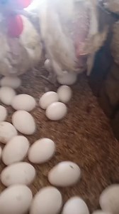 1.7M views · 8.6K reactions | Ganito itsura ng mga tinatawag na culls,short term ng culling, pang katay na kasi mahina na mangitlog. | SMG Agri Trading | Facebook