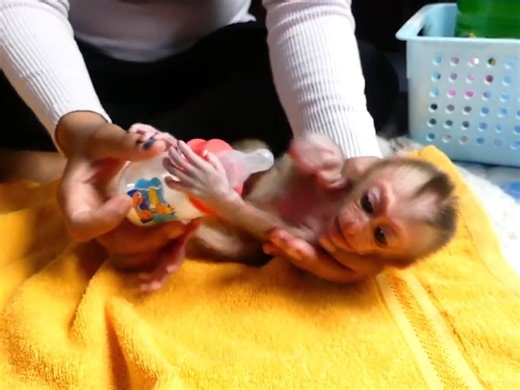 5.5K views · 134 reactions | Small Baby Boy Deny Drink Milk With Bottle Milk | Monkey Pets | Facebook