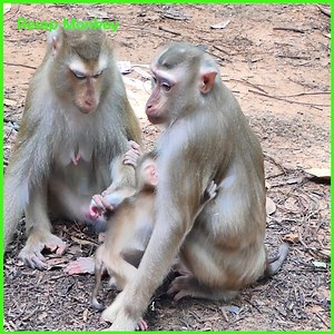 16 reactions | newborn cried miserably as the large monkey attacked, leaving the mother in a dreadful situation | RESEP Monkey | Facebook