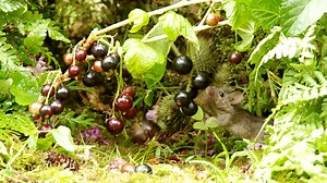 I grow some black and red currants out in the front garden and as me or the wife never eat them. the garden wildlife get them all. trimmed back the plants this year as they got so big but hoping they grow back bigger and better this summer . | George the Mouse in a log pile house