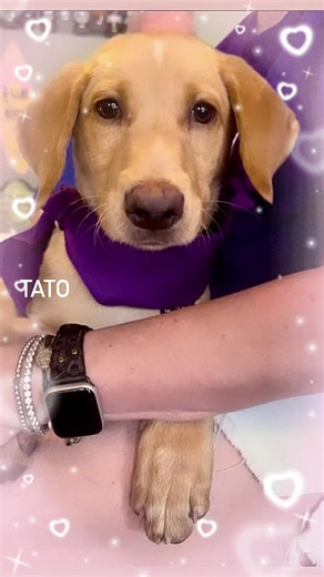 Lab Rescue OK, Inc. on Reels