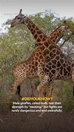National Geographic India on Instagram: "Swing first, think later, giraffe style. 🦒 Featured here are giraffes. From friendly duels to power plays, witness how strength and strategy shape life in the wild. Watch Animal Fight Club on National Geographic. [Giraffe, Wildlife, Nature, AfricanWildlife, Animals]"