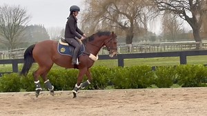 20K views · 182 reactions | Scotch has had a couple of ‘bigger’ days with both brief arena rides plus a wee hack each day - so he was looking a bit uninspired here - but it’s a tiny peek at what he’s like for those who could be interested in the pork chop. Nice chunky type, sensible out hacking too, and will have good paces when he quits grunting and gets motivated to work!  | EventStars Ltd | Facebook