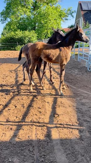 7.8K views · 134 reactions | ✨✨✨Our cute playing Foals✨✨✨...