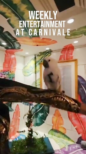 Spread your wings with us at Carnivale. You’re always in for a fun night during with our live entertainment. Join us every Thursday for Pop Up Entertainment and every Friday for Samba Dancers. Make your reservations now: https://bit.ly/37nOp6h | Carnivale | Facebook