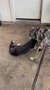 Houston Humane Society on Reels