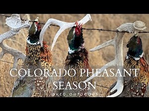 Colorado Pheasant Hunt | Opening Weekend
