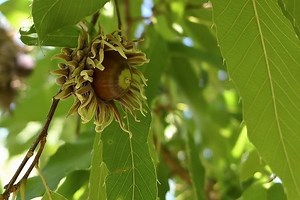 Quercus acutissima - Alchetron, The Free Social Encyclopedia