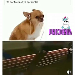 Luxury Crown on Reels