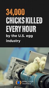 4K views · 59 reactions | The egg industry typically grinds up male chicks ALIVE because they can't lay eggs and aren't profitable. This is called "chick culling" and it's standard in all modern egg production in the U.S. Learn more: https://mercyforanimals.org/blog/egg-industry-chick-culling/ | Mercy For Animals | Facebook