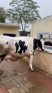 15K views · 927 reactions | Original Denmark  40116 with abs styker sexed caving date 20.12.2023 demand 2.5 lac milk capacity 35 lt @jolly_dairy_farm 6239431211,9815258000 amritsar Punjab @animalthefilm #animallive #animal #cow | JOLLY DAIRY FARM | Facebook