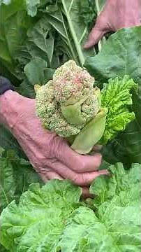 Grow and Harvest Rhubarb the RIGHT Way! (A Guide to Growing 🌱)