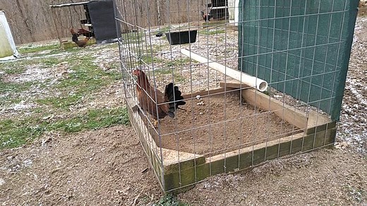 Johnny Moore Albany pullets | Kentucky Gamefowl Farm