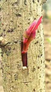 Grafting fruit trees is asexual reproduction, which does not change the genetic genes of the scion. It can retain the excellent traits, and the high quality can be continued .Grafted fruit trees can acquire the stress resistance of root stocks, making them more adaptable. #splitgraft #plants #plantlovers #plantlifebalance #grafting #graftingtechnology #howtograft #graftingtechniques | For Plants
