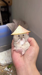 Hamster care tips: Hamster Hoinach & Thuinach essentials