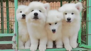 🐶 Giant Samoyed 🐶 💕 100% Pure Blood 💕 💢 Very heavy size / premium quality 💢 💢 3 months old 💢 💢 Male & Female 💢 💰 စျေးနှုန်း - 1550000kyats 💰 ⚠️ လူလိမ်ပေါတဲ့ခေတ်ဖြစ်နေလို့ video call ဖြင့်ကြည့်ရှူ ဝယ်ယူကျပါနော်⚠️ 📬 ဆိုင်လိပ်စာ 📬 ဆိုင် 1️⃣ 🏠Ha- 2/66 ဟိုမွန်ရပ်ကွက်၊KBZ Bank ( 1 ) နောက်ဘက် နှစ်လမ်းကျော် မူဆယ်မြို့၊၊ ဆိုင် 2️⃣ သိန်းသန်းချီ ကားကွင်း ၊ မိန်းလမ်းမပေါ် ဂေါက်ကွင်းဘေး ၊ တိုက်နံပါတ် A（4-5 ）၊ မူဆယ်မြို့ ။ 📞Family Pets Shop Office : 082-51913 📱Family Pets Shop Sales Hotline :