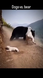 Dogo vs. bear #dogoargentino #dogoargentinopower #dogo #dogoftheday | Dogoargentino38