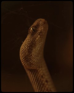 Dubai Safari Park on Reels | Facebook