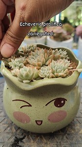 2.8K views · 78 reactions | Planting/propagating some Echeveria prolifica variegata cuttings. #bikolanahardinera | Bikolanahardinera | Facebook