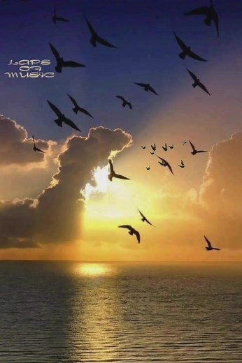 84K views · 11K reactions | Learning To Fly - Tom Petty | Laps of music | Facebook