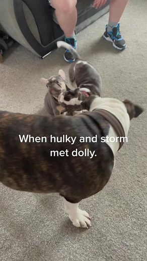 Hulk the bulldog on TikTok