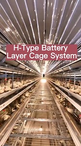 1.2K views | H-Type Layer Battery Chicken Cage System For Commercial Egg Production Farm. -- Material: Q235 steel wire -- Surface Treatment: hot galvanized -- Lifespan: 20 years -- Fully Automatic System: * Auto feeding system * Auto drinking system * Auto egg-collection system * Auto manure cleaning system * Auto environmental control system Contact us. Whatsapp: +8615537179350 | LIVI poultry farming equipment | Facebook