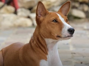 Le Basenji : caractéristiques, comportement, éducation... (vidéo)