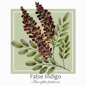 Faux indigo (Amorpha fruticosa) - Etsy France