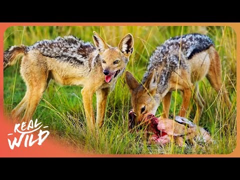 WOLF VS FOX | Who Is The Smartest Predator? | 4K