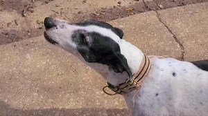 Lunch whistle. | GBARK