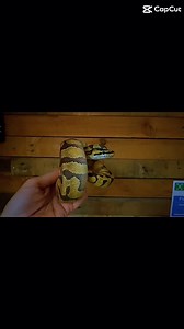 1.4K views · 38 reactions | Lots of Ball/Royal Pythons in stock in all different colours & patterns!  #ballpython #ballpythons #ballpythonsforsale #ballpythonmorphs #ballpythonbreeder #ballpythonmorphsofinstagram #royalpython #royalpythons #royalpythonsofinstagram #pythonregius #pythonregiusofinstagram #python #snake #snakes #reptile #reptiles | Exeter Exotics | Facebook