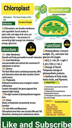 🔥 Chloroplast 🔥 Called the kitchen of cell 🔥 #fblifestyle #viralreel | Conceptual Biologist