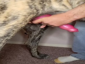 Mastiff cum makes great lube