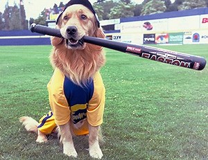 Air Bud 4 : Tobby, le frappeur d'étoile - Téléfilm (2002)