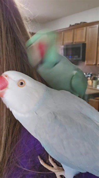 Romance and Bromance for 2024 | Chatterbox Parrots