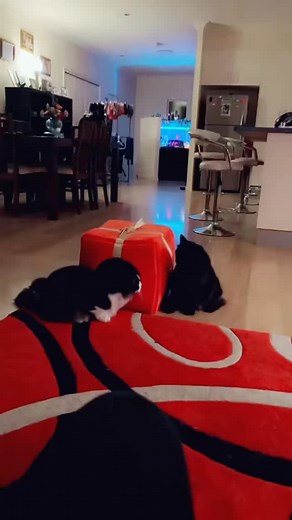 #crazycats #stepbrothers #playfighting #myboys💙💙 | Kate Marsden