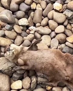 😀 video: sursa necunoscuta. | Christian Adventure