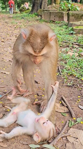 Don't discipline me Mom #poormonkey #quickhairstyles #marketnews #rescueanimals #besttattoos #babymomkey #YogaFitness | Model Monkey