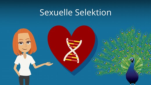 Sexuelle Selektion • Erklärung & Beispiele