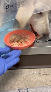 Alive Rescue on Reels