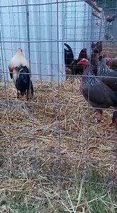 4K views · 105 reactions | Directo hasta Tepalcatepec MICH. Gracias por su confianza | Gallos Granja La Pequeña | Facebook